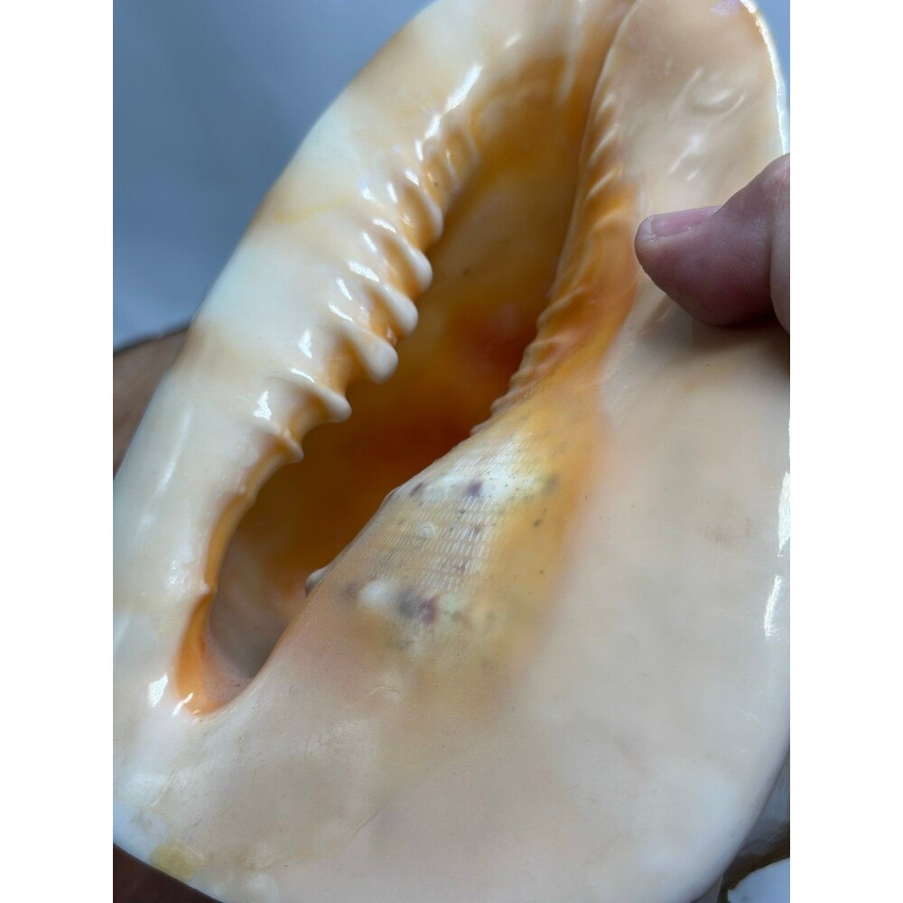 Horned Queen Helmet Conch Shell Attached To Handmade Base - Picture 6 of 6